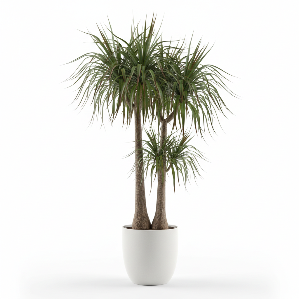 Dracaena Macangana