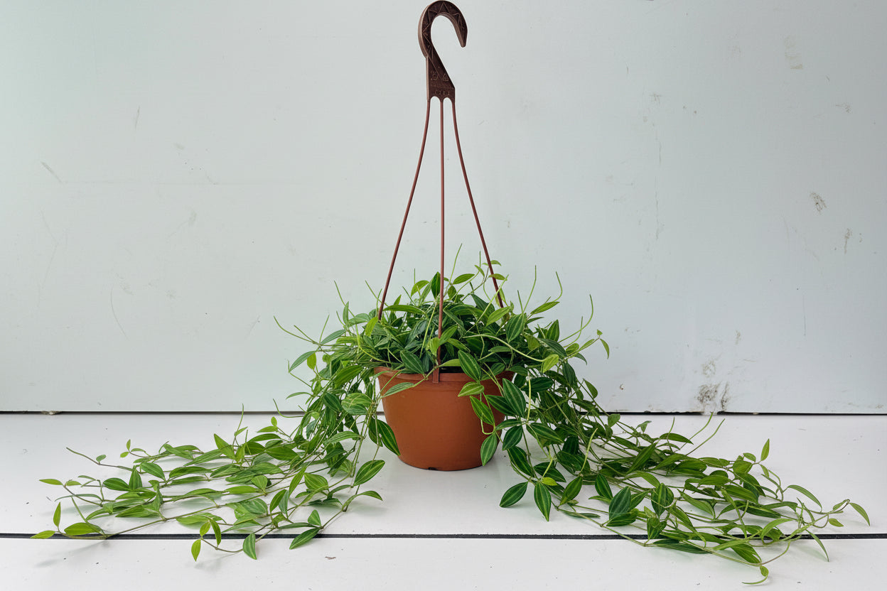 Peperomia angulata(Ripple peperomia )