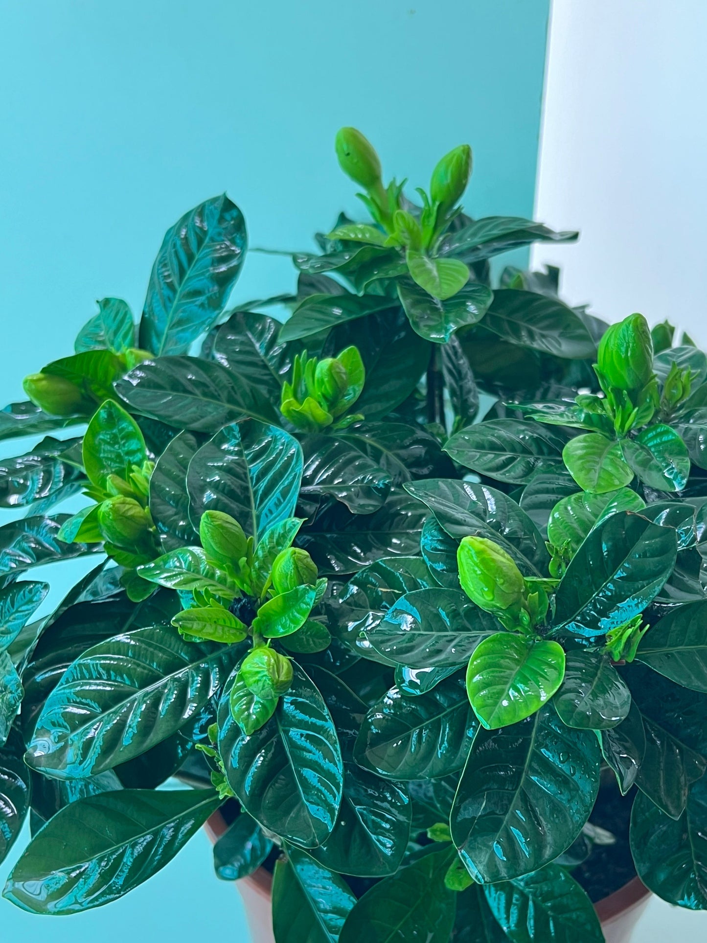 Gardenia(gardenia jasminoides)