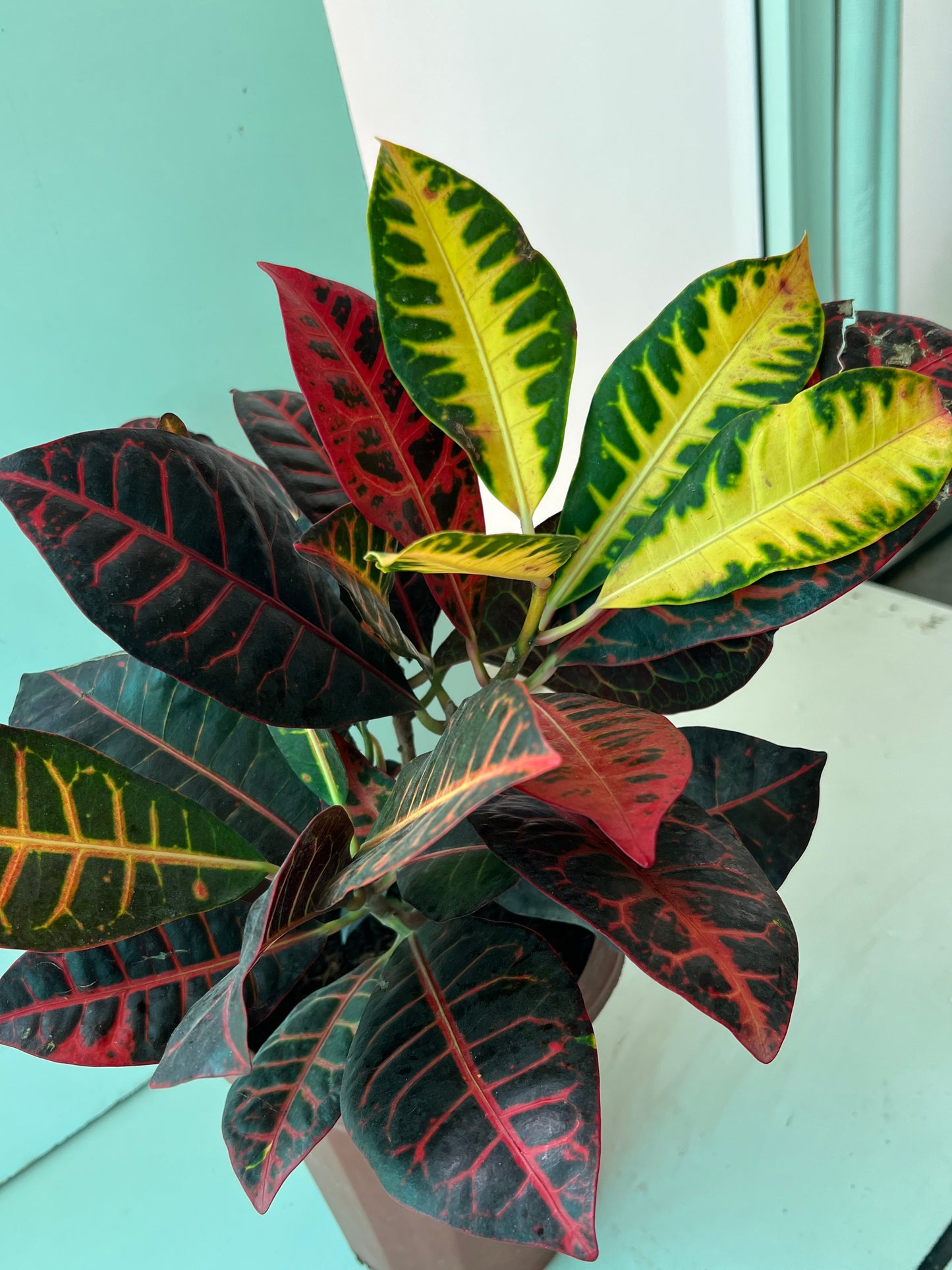 Croton (Cryoton)