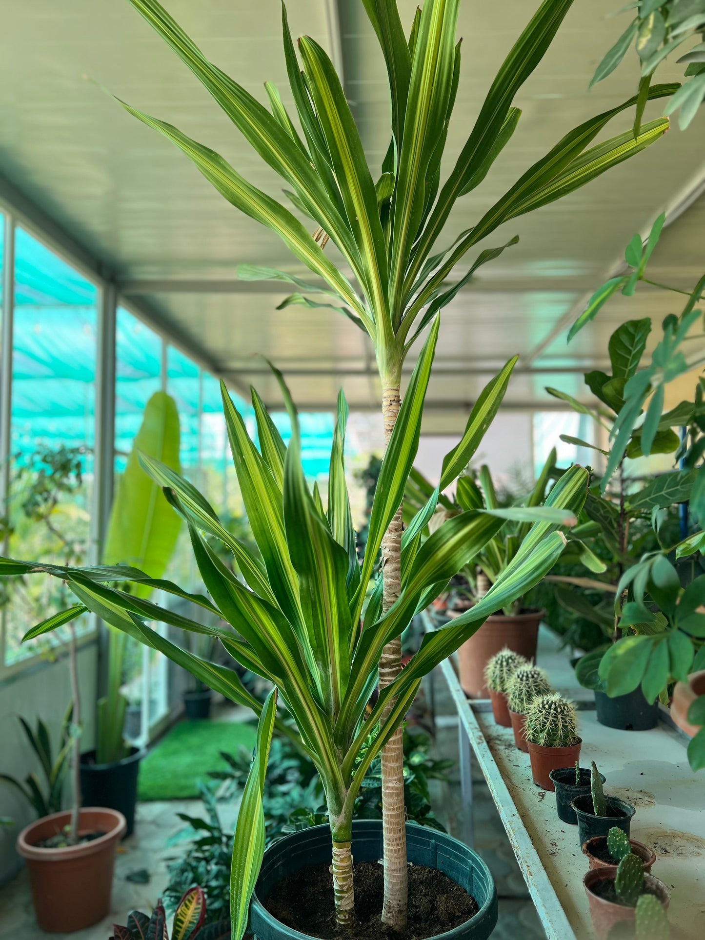 Dracaena fragrans