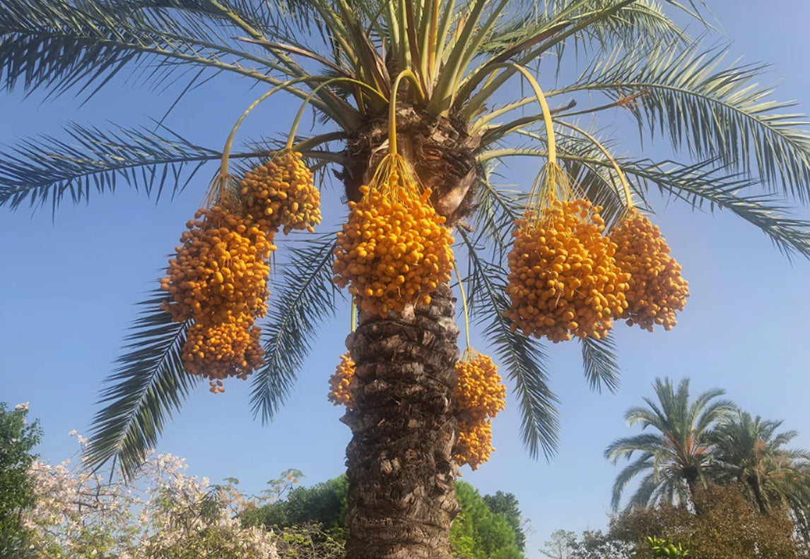 DateS Palm
