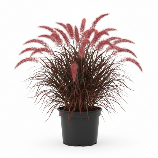 PENASECTUM GRASS RED