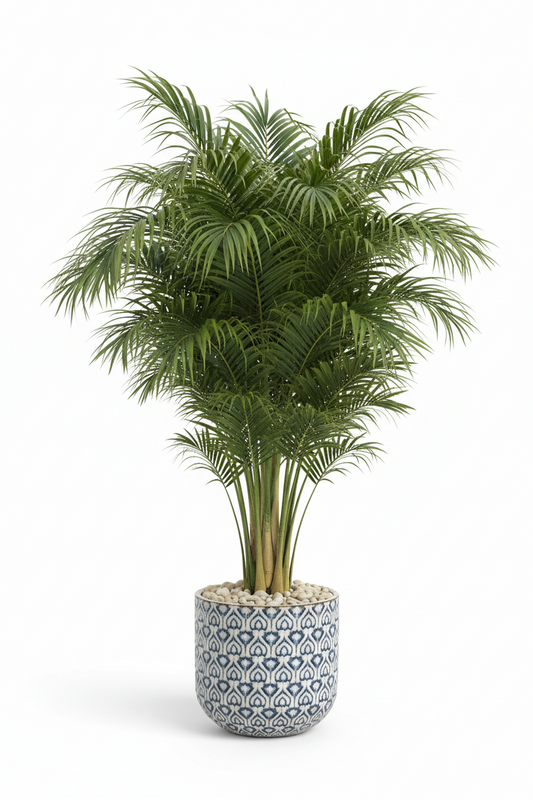 PHOENIX ROBELLINI MINIATURE DATE PALM