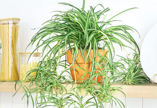 Spider Plant