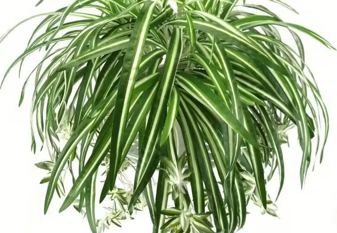 Spider Plant HOLAND