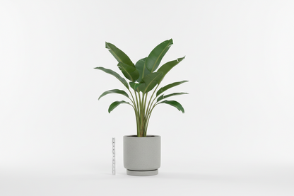 Travellers palm (Ravenala madagascariensis)