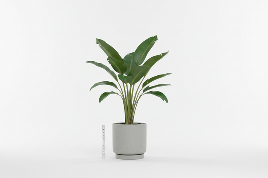 Travellers palm (Ravenala madagascariensis)