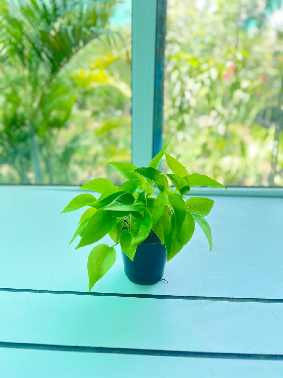 NEON POTHOS