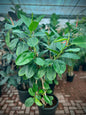 RUBBER FIG 'GREEN '