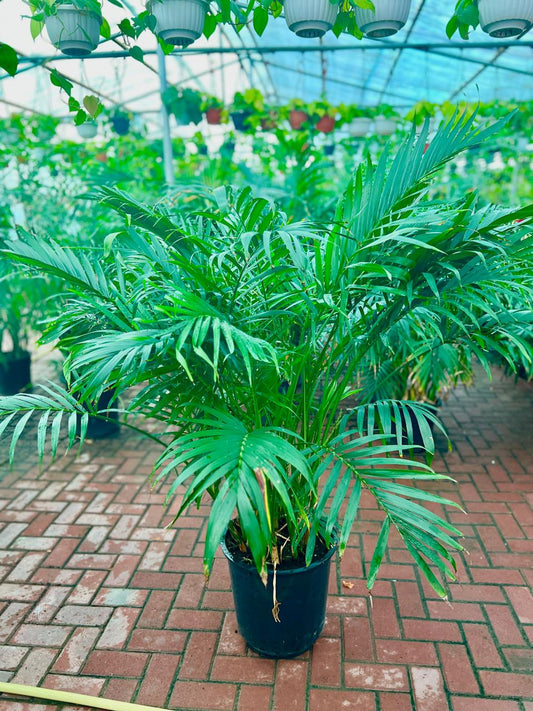 KENTIA PALM