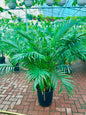 KENTIA PALM