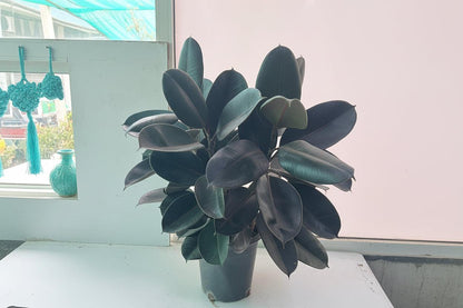 Ficus Elastica (Burgundy)