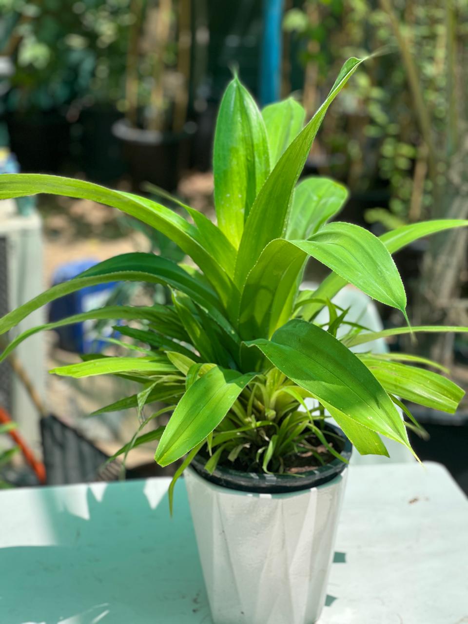 PANDANUS DIBIUS