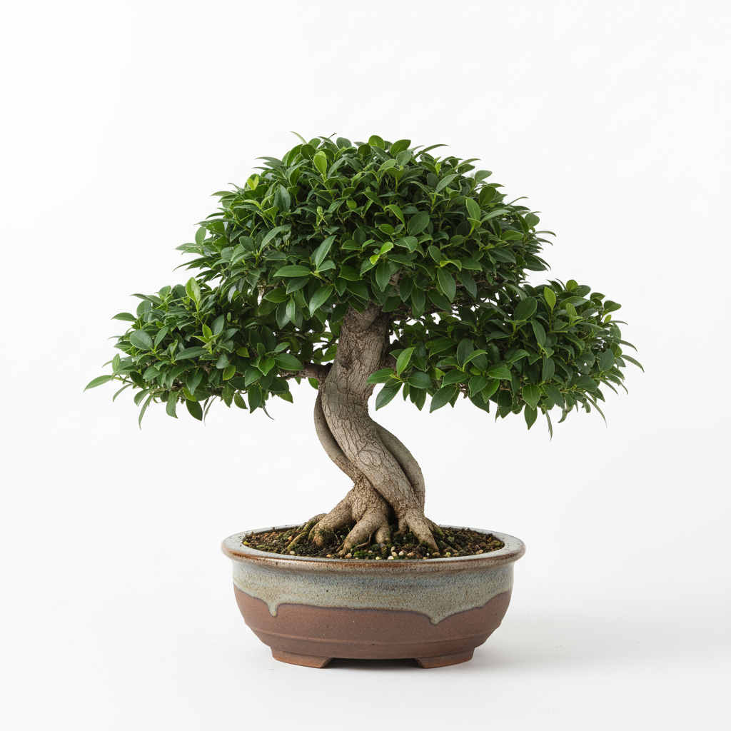 FICUS BONSAI