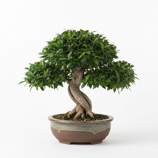 FICUS BONSAI