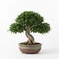 FICUS BONSAI