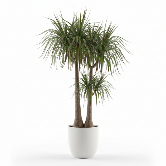 Dracaena Macangana