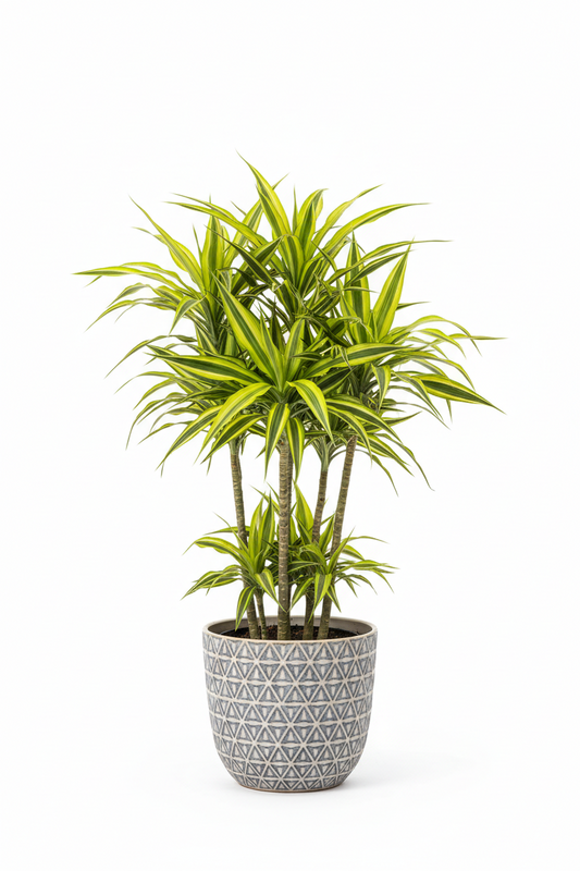 DRACAENA REFLEXA (Song of india)
