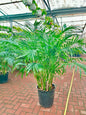KENTIA PALM