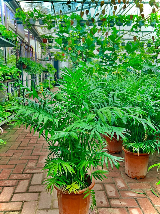 PARLOUR PALM {Chamaedorea  elagans }