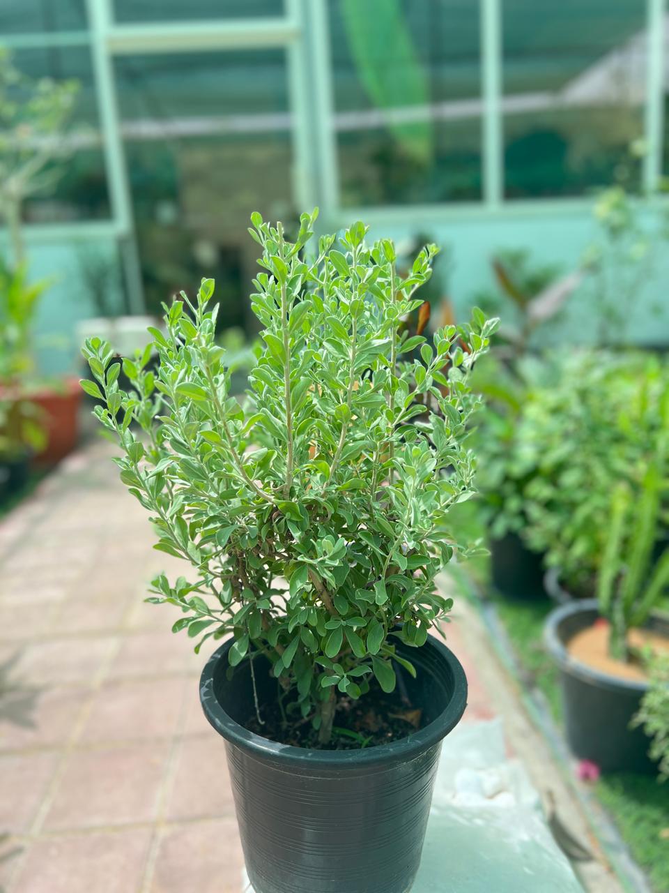 Leucophyllum frutescens