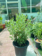 Leucophyllum frutescens