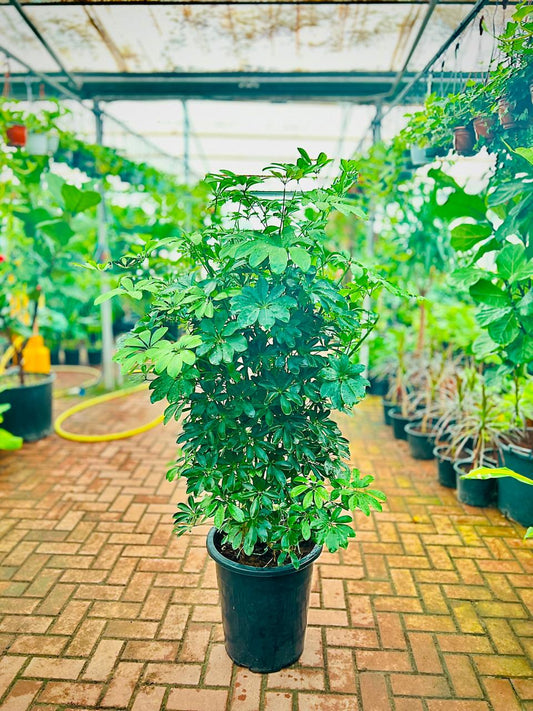 DWARF UMBRELLA TREE (HEPTAPLEURUM ARBORICOLA)