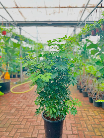 DWARF UMBRELLA TREE (HEPTAPLEURUM ARBORICOLA)
