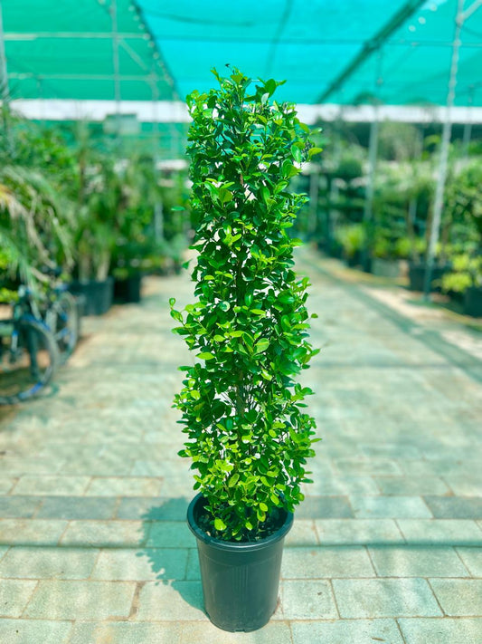 Ficus Panda CONE
