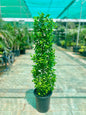 Ficus Panda CONE