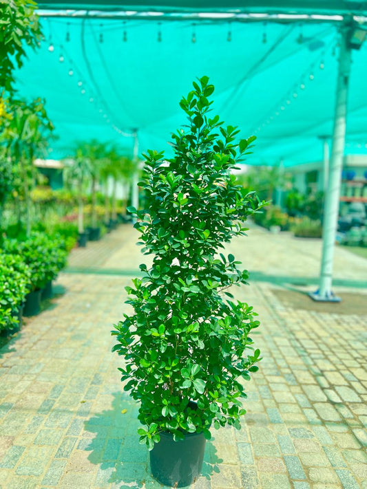 Ficus Panda CONE