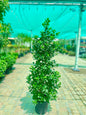 Ficus Panda CONE