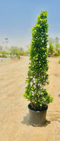 Ficus Panda CONE