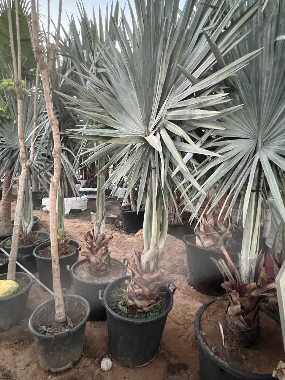 SILVER BISMARCK PALM