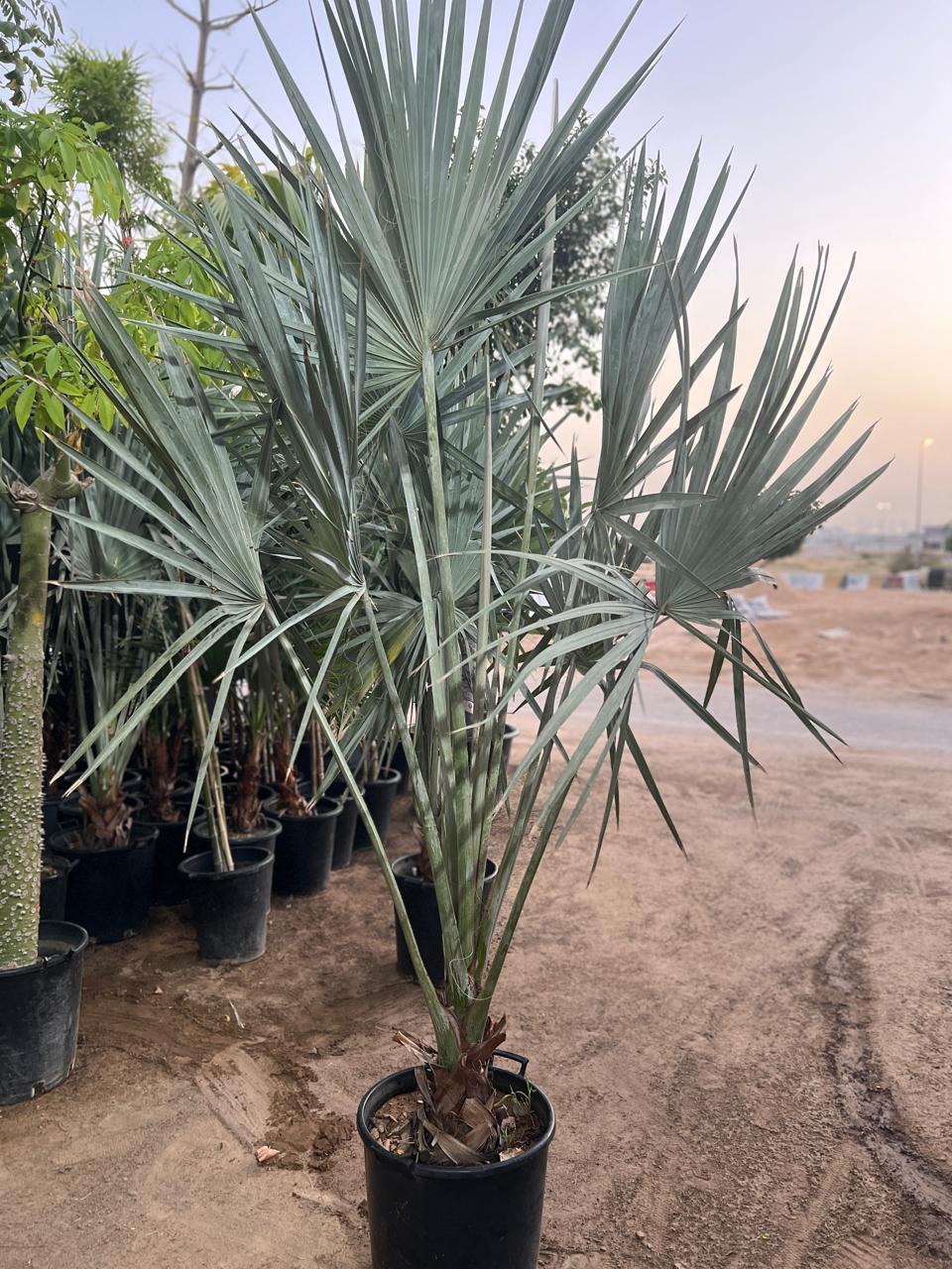 SILVER BISMARCK PALM