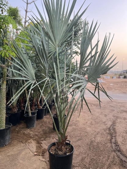 SILVER BISMARCK PALM