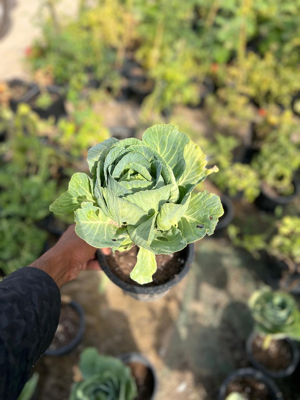 WILD CABBAGE