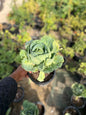 WILD CABBAGE