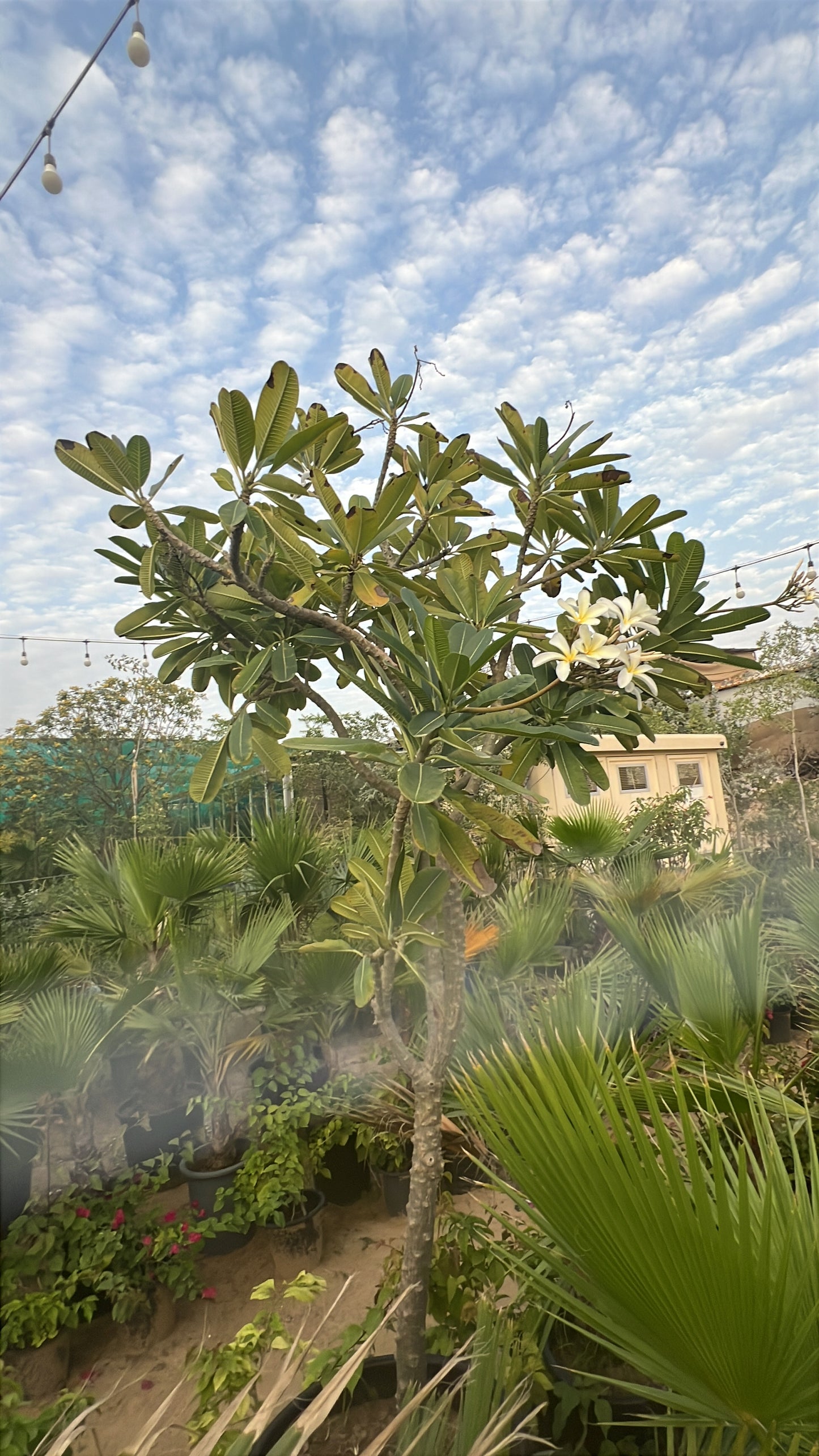 Plumeria