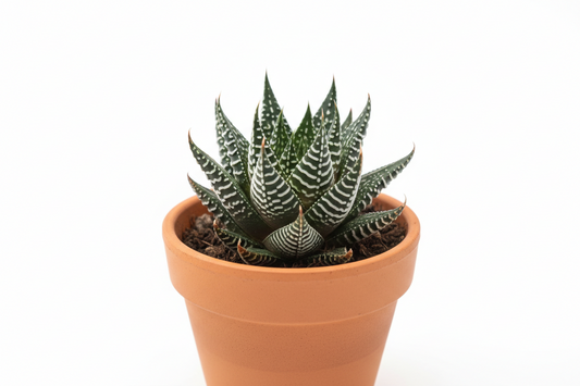 Haworthia (white zebra )