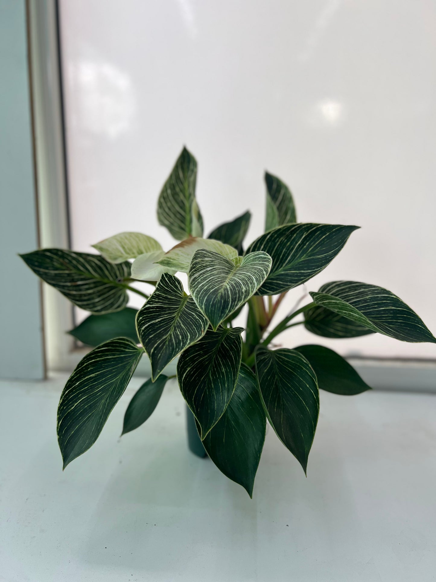 Philodendron Birkin