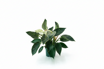 Philodendron Birkin