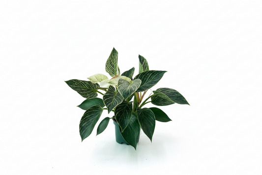 Philodendron Birkin