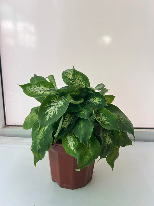 Dieffenbachia CLAY