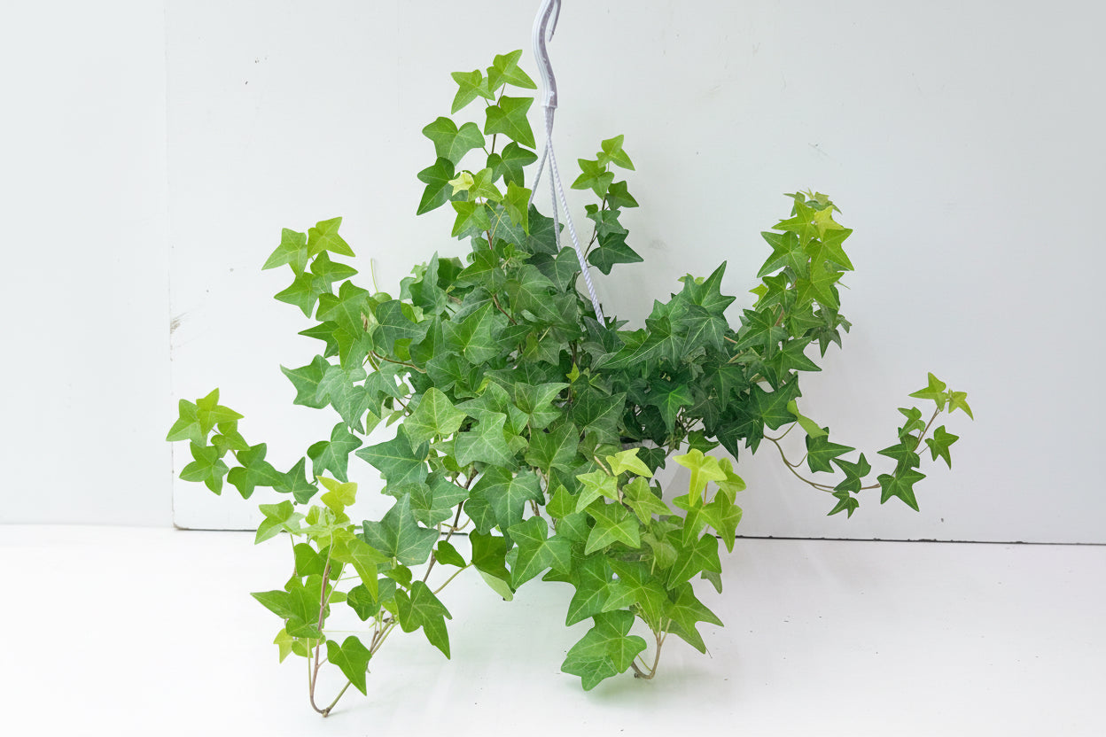 Hedera Helix (green)