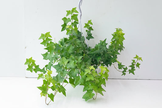 Hedera Helix (green)