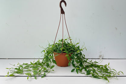 Peperomia angulata(Ripple peperomia )
