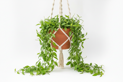 Peperomia angulata(Ripple peperomia )
