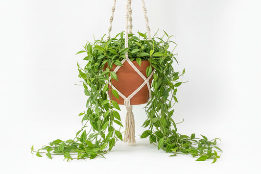 Peperomia angulata(Ripple peperomia )